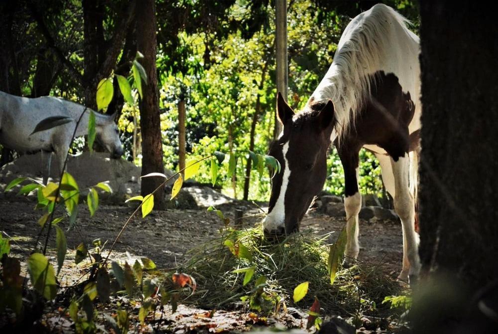 Mariri Jungle Lodge Alto Paraíso de Goiás Zewnętrze zdjęcie