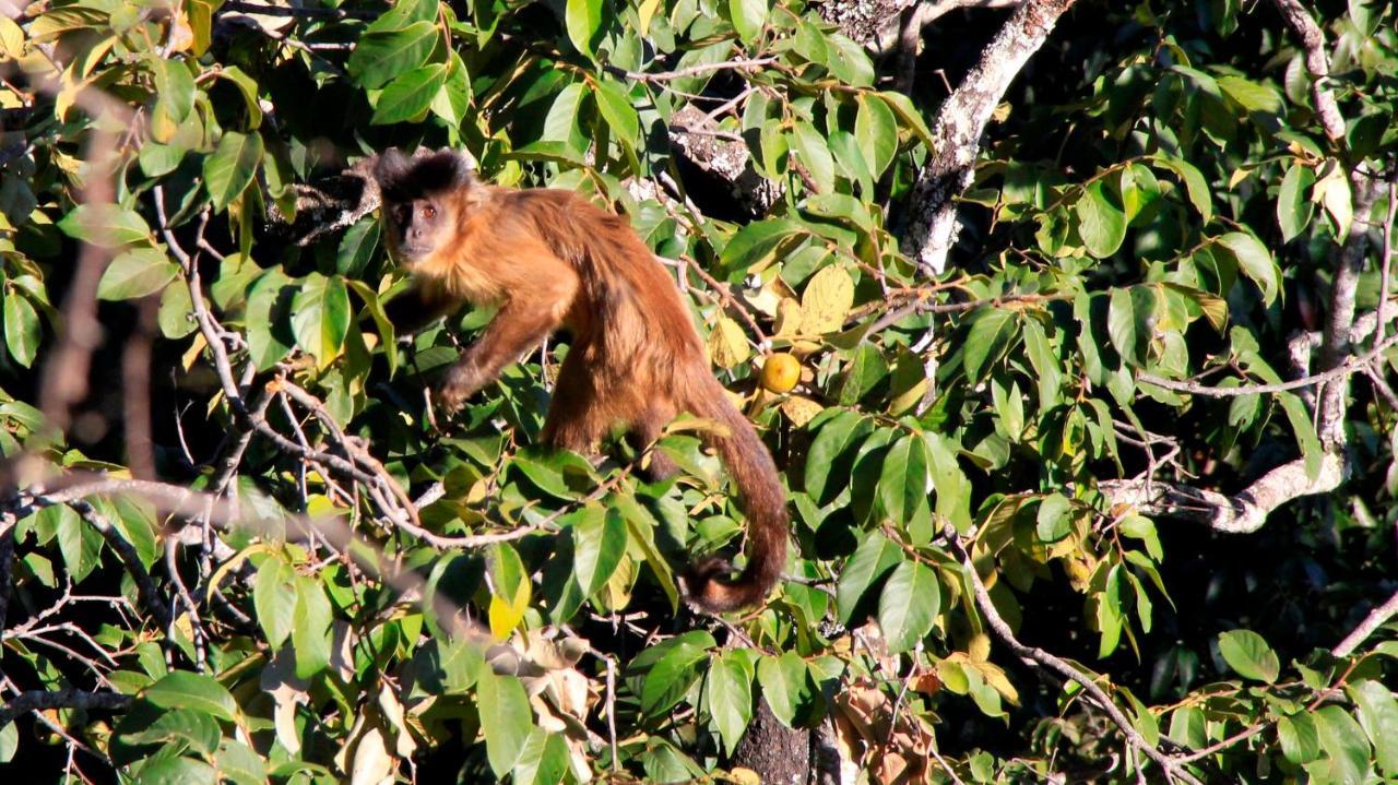 Mariri Jungle Lodge Alto Paraíso de Goiás Zewnętrze zdjęcie
